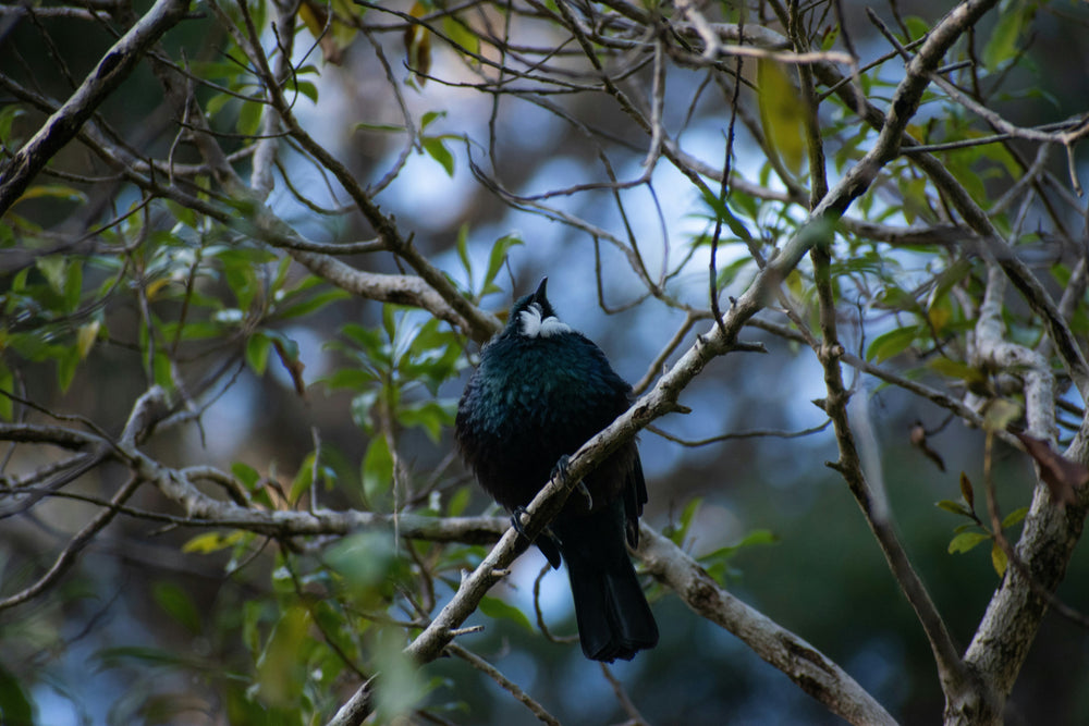 Birdwatching in New Zealand
